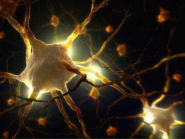 neirony