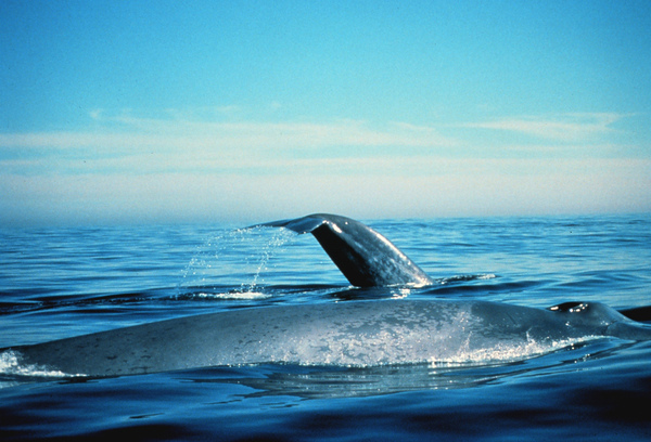 Blue whales on surface