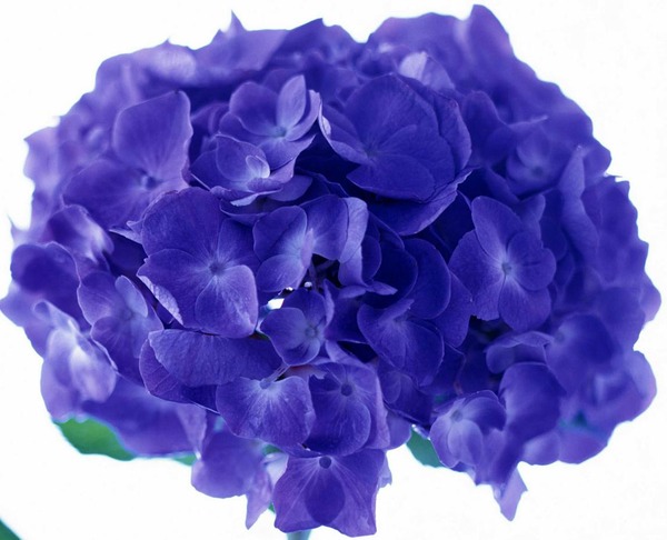 Nature Flowers Violet flower Flowers 008363 